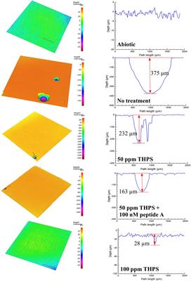 Prevention of severe pitting corrosion of 13Cr pipeline steel by a sulfate reducing bacterium using a green biocide cocktail